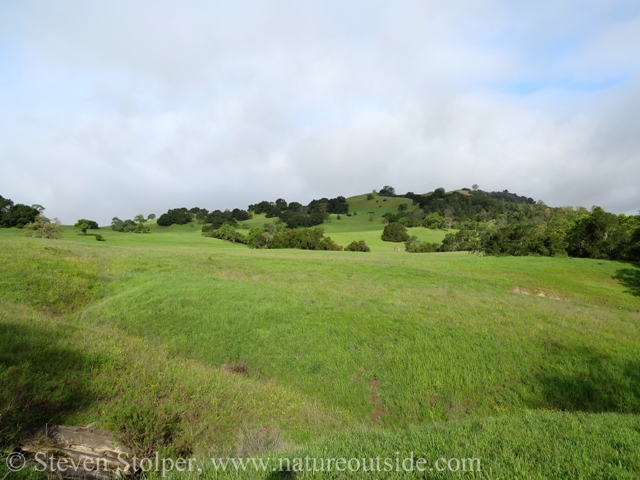 Grasslands (non-serpentine)