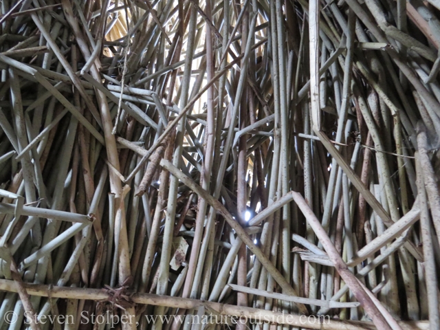 Tule house interior wall. You can see the willow frame lashed together. We should not be able to see through the walls. They should be much thicker.