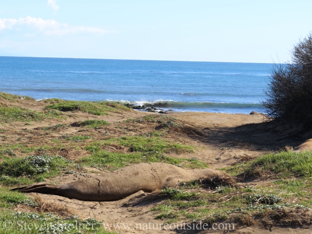 You would be surprised how easy it is to stumble upon a 4,000 lb animal unawares