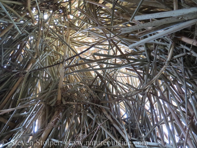 Tule house interior roof. The willow hoops get smaller closer to the top of the structure. The roof should be thicker and opaque.