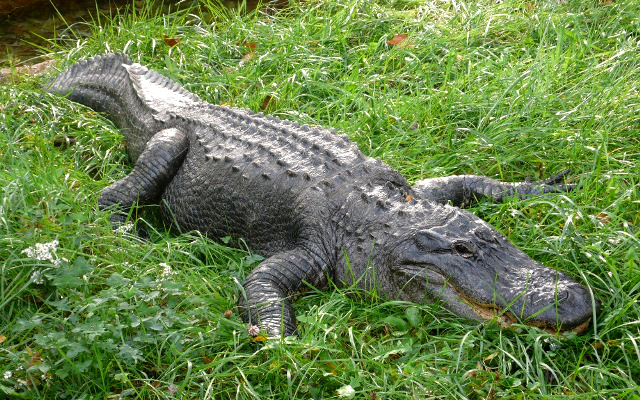 American alligator (Alligator mississippiensis)