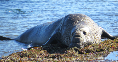 Adult male elephant seal at ano nuevo