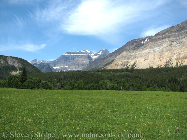 Meadows full of wildflowers, Glacier National Park