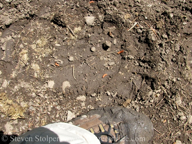 A grizzly track above my foot. The track is much larger. Glacier National Park