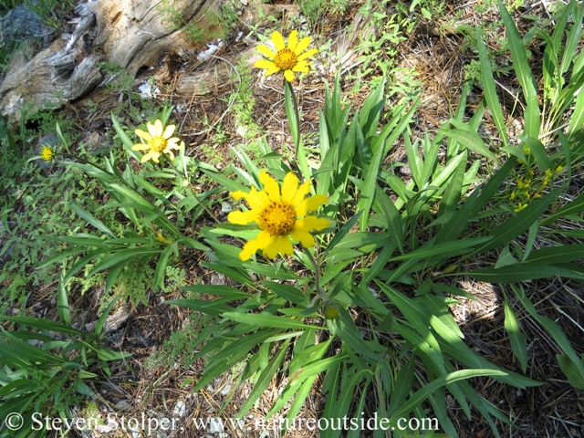 Mountain Sunflower