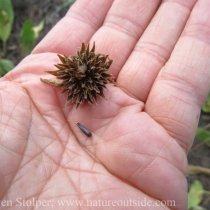 Mule's Ears seed head and seed