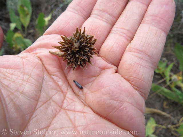 Mule's Ears seed head and seed