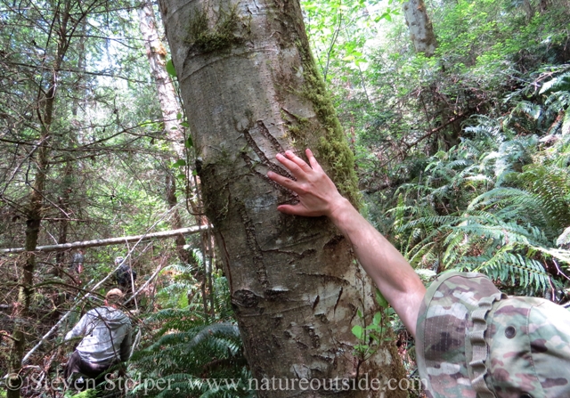 The tree was marked 9 feet above the ground.