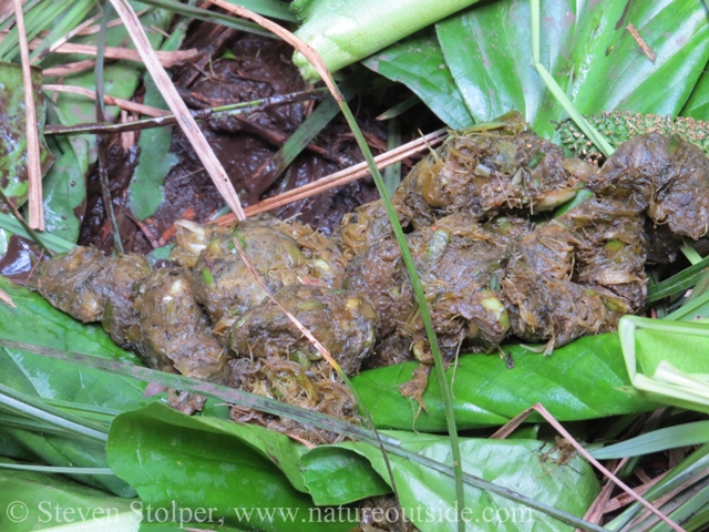 Bear stuff. The skunk cabbage is still green.