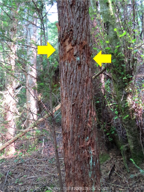 Many times the bear stands on its hind legs to mark the tree. Notice how this differs from feeding sign.