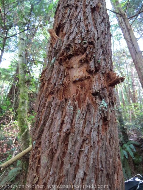 Marking sign is distinctive and looks very different from feeding sign (Redwood tree)