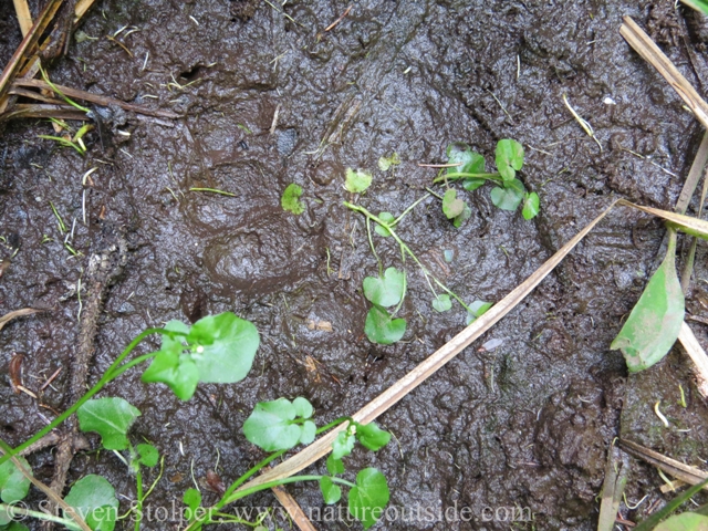 The recent track of a large bear.