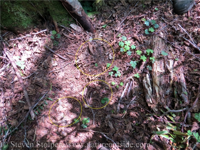 In the duff, the tracks become vaguely defined ovals. At this resolution it is hard to see them. You follow the path of disturbance through the redwood forest