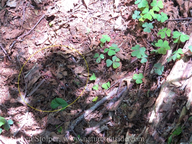 A closer look at one of the tracks. Can you see the "ridge" created at the front of the track? (right side of oval)