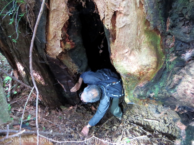 Descending into the tree