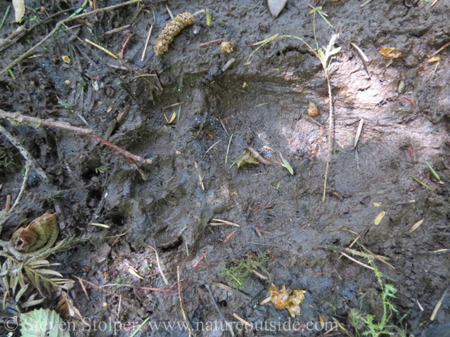 Our first well defined bear track. The animal is moving from right to left. Can you see the five toes and the elongated heel pad?