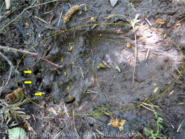 I have annotated this picture to make it easier to read the track. The numbers are located inside the toes. The arrows show where its claws have register in the mud. I also outlined the heel pad.