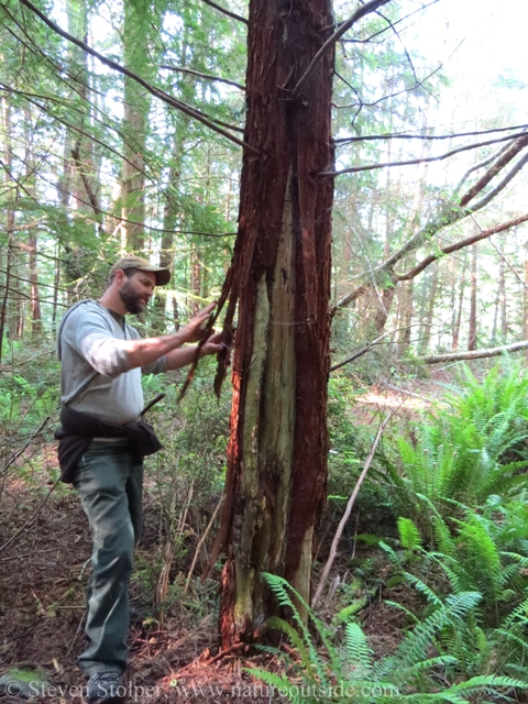 The bear stripped the outer bark of this Redwood tree to eat the inner bark (cambium layer) underneath