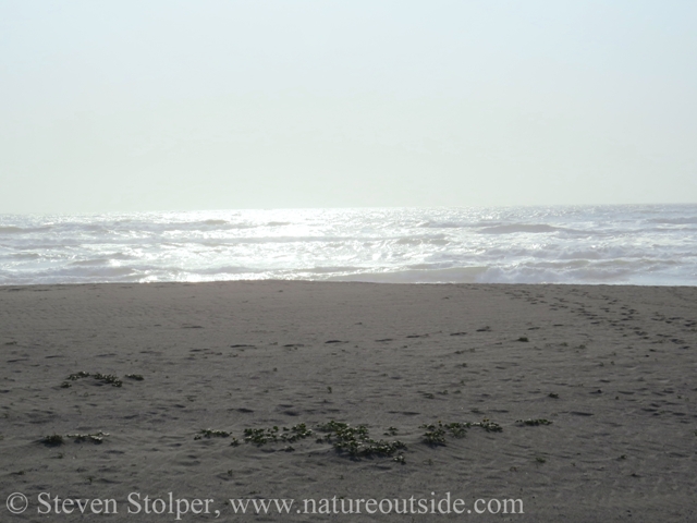 Pristine beach beyond the campsite