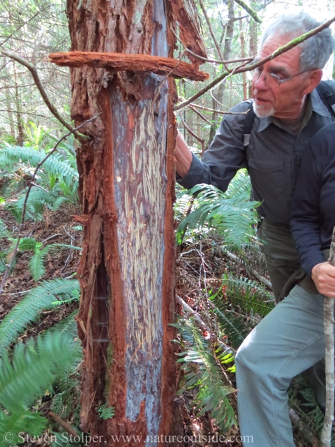 In this feeding sign, you can see the gauges left by the bear's canine teeth