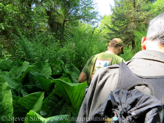 I am not very tall. Here is my perspective as we followed the bear's trail.