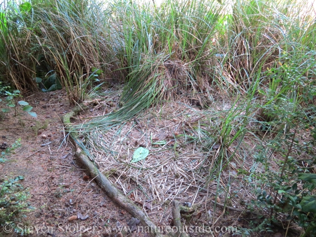 A bear's bed! Notice the "bedding" the bear laid down.