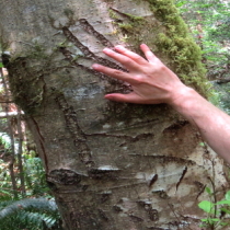 The tree was marked about 9 feet above the ground