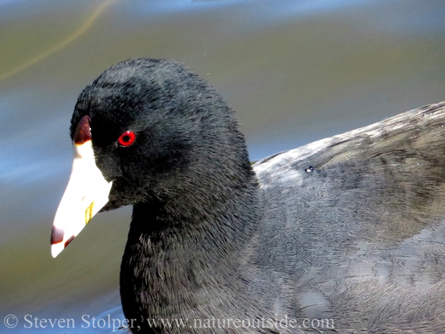 The bill is bright white. Coots have a frontal shield, which is a fleshy rearward extension of the upper bill.