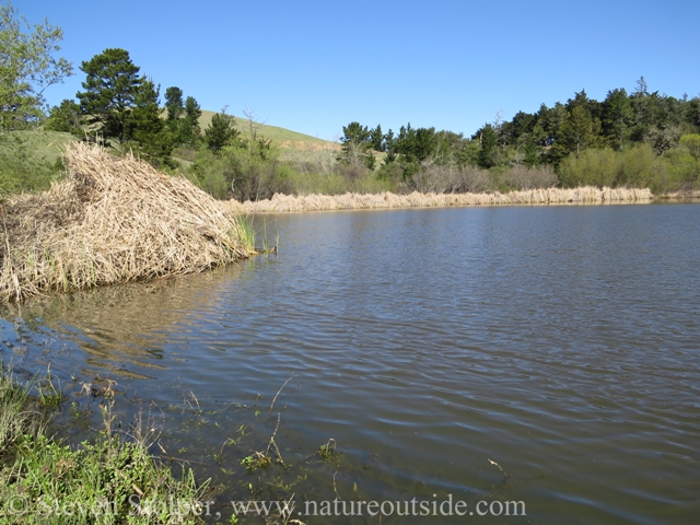 A beautiful day at the pond