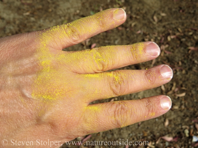 The pollen takes to the air while you harvest it.  Some invariably lands on your hands.