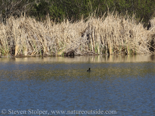 Narrow leaf cattail rings the pond. An American coot swims in the distance.