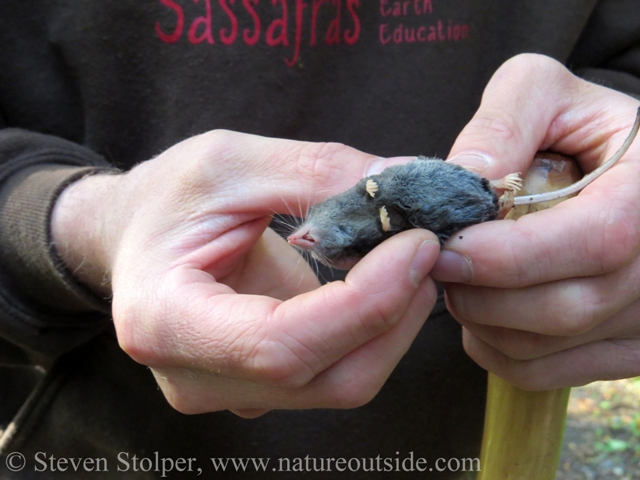 A dead shrew, with not a mark on it