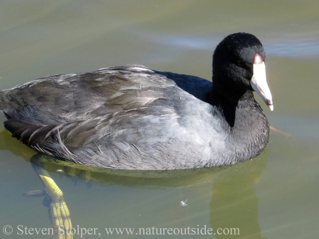 American coot (Fulica americana). Look at those amazing feet!