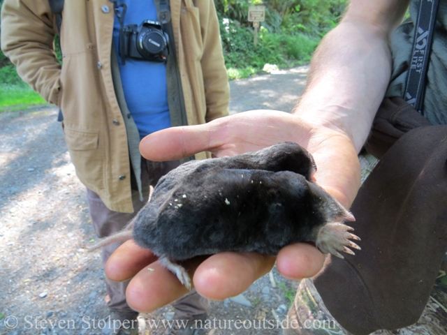 Two dead moles found along the trail within 20 feet of each other.  I photographed from the side because this post is not about molasses.