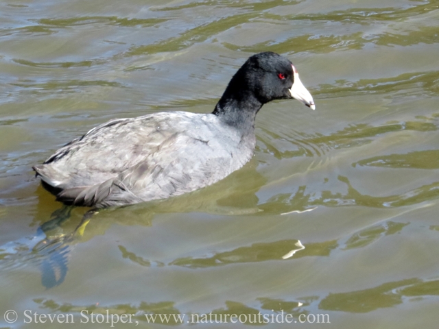 Coots are really charcoal colored. This one's feathers look bright because of the sunlight they reflect.