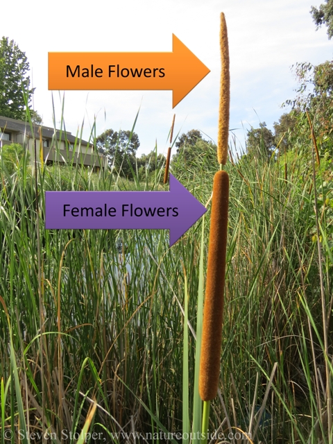 A cattail inflorescence has regions of male and female flowers