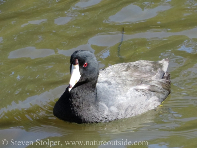 Normally, coots flee from humans