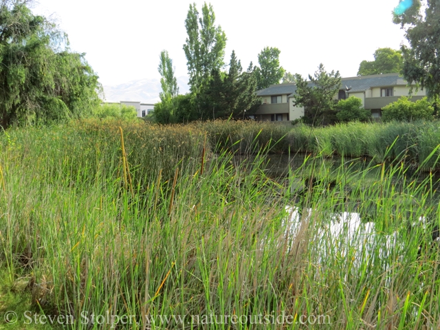 Cattails growing in a freshwater marsh.