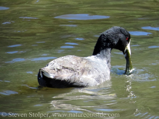 Coot feeding on plants pulled from the bottom during a dive