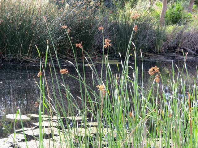 The marsh was kept as part of a flood control channel that was once a creek in a natural landscape