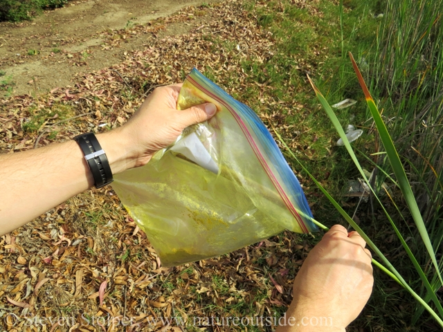 Inserting the inflorescence into the collection bag. I am putting both the male and female parts into the bag. It would be better not to put the female flowers into the bag.