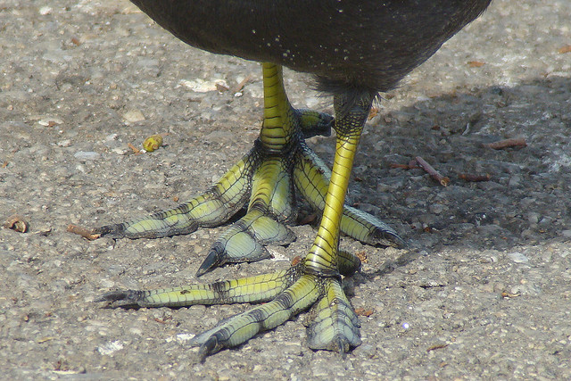 What amazing feet! The flaps act like flippers and fold up when its foot is in the air. Photo by Maggie Smith (CC2.0)