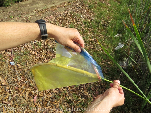 I agitate the stalk within the bag.  I also strike the stalk and rub the stalk through the bag to shake off the pollen.