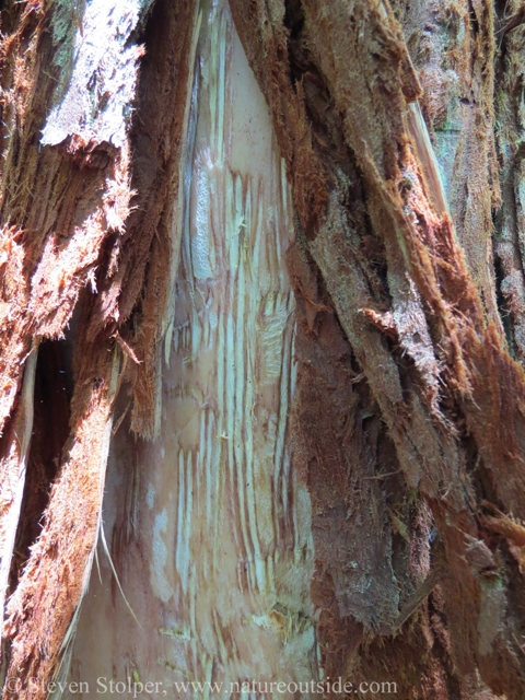 The bear's canine teeth cut the parallel grooves