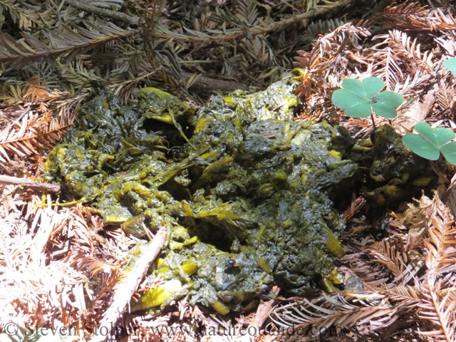 This scat is so fresh that the skunk cabbage is still green