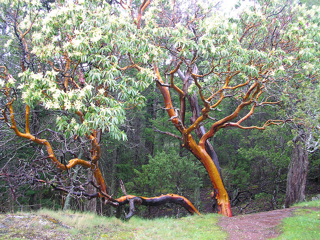 Pacific Madrone (Arbutus menziesii). Photo by brewbrooks flickr.com (CC 2.0)