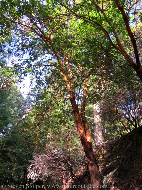 Madrone shooting skyward