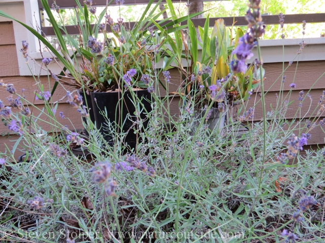 Foreground:  Lavandula angustifolia ‘Sharon Roberts’  