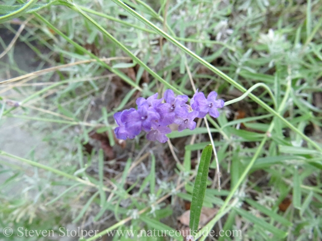 Lavender flowers are beautiful and contain essential oils