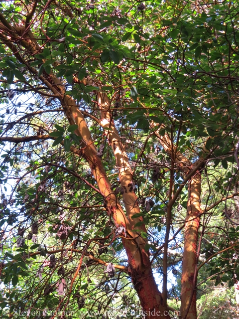 The branches spread wide toward the top.